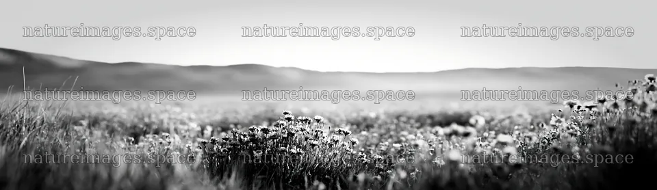 Colorful cornflower meadow under soft morning light – nature images 14762x4268