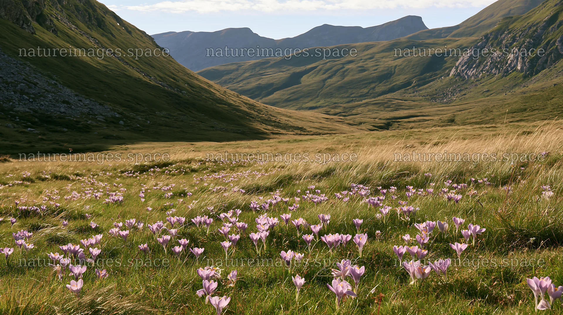 Meadow filled with crocuses in a mountain valley – nature images 10608x5938