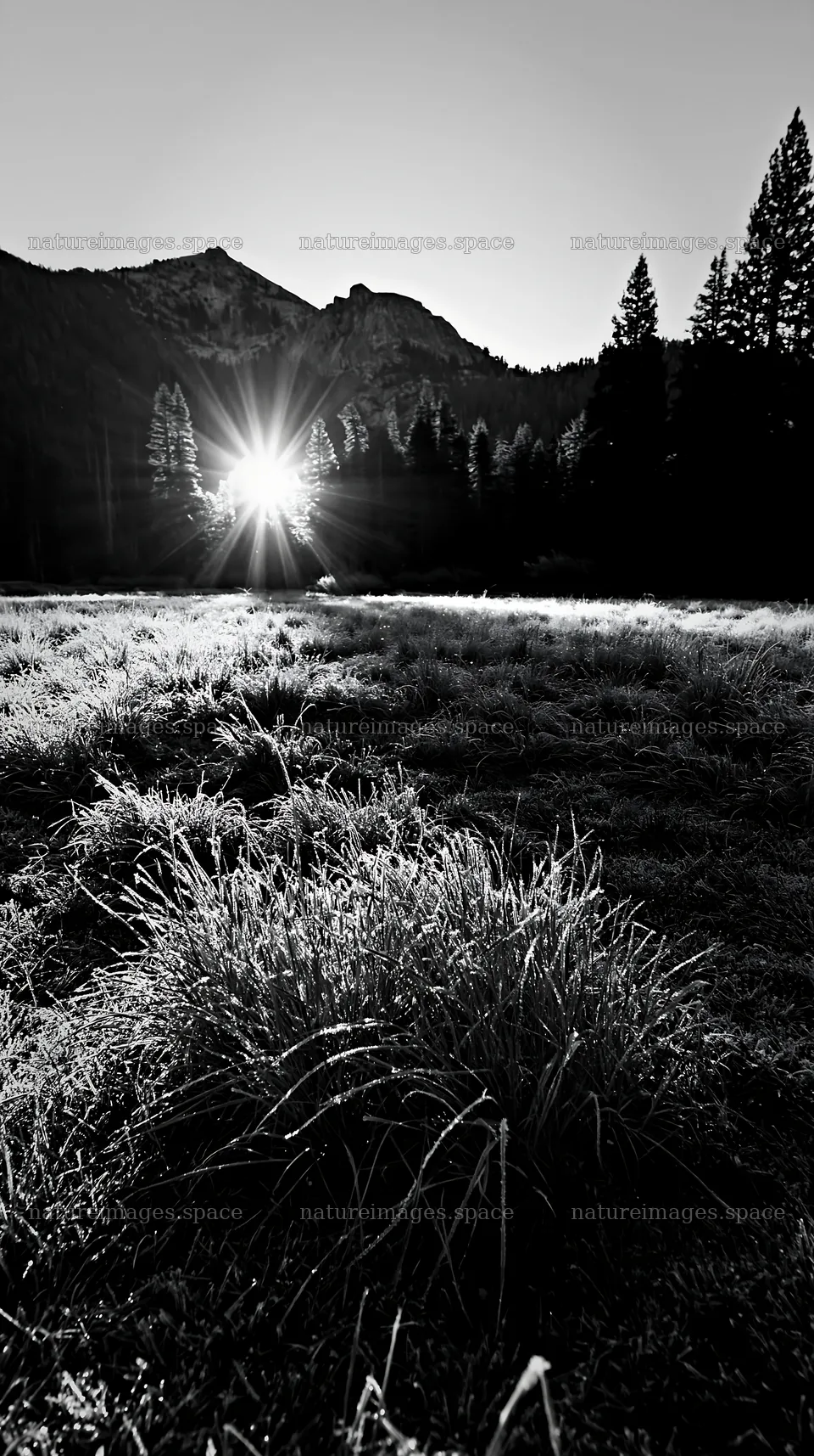Frosty meadow at sunrise with mountains in the background – nature images 5938x10608
