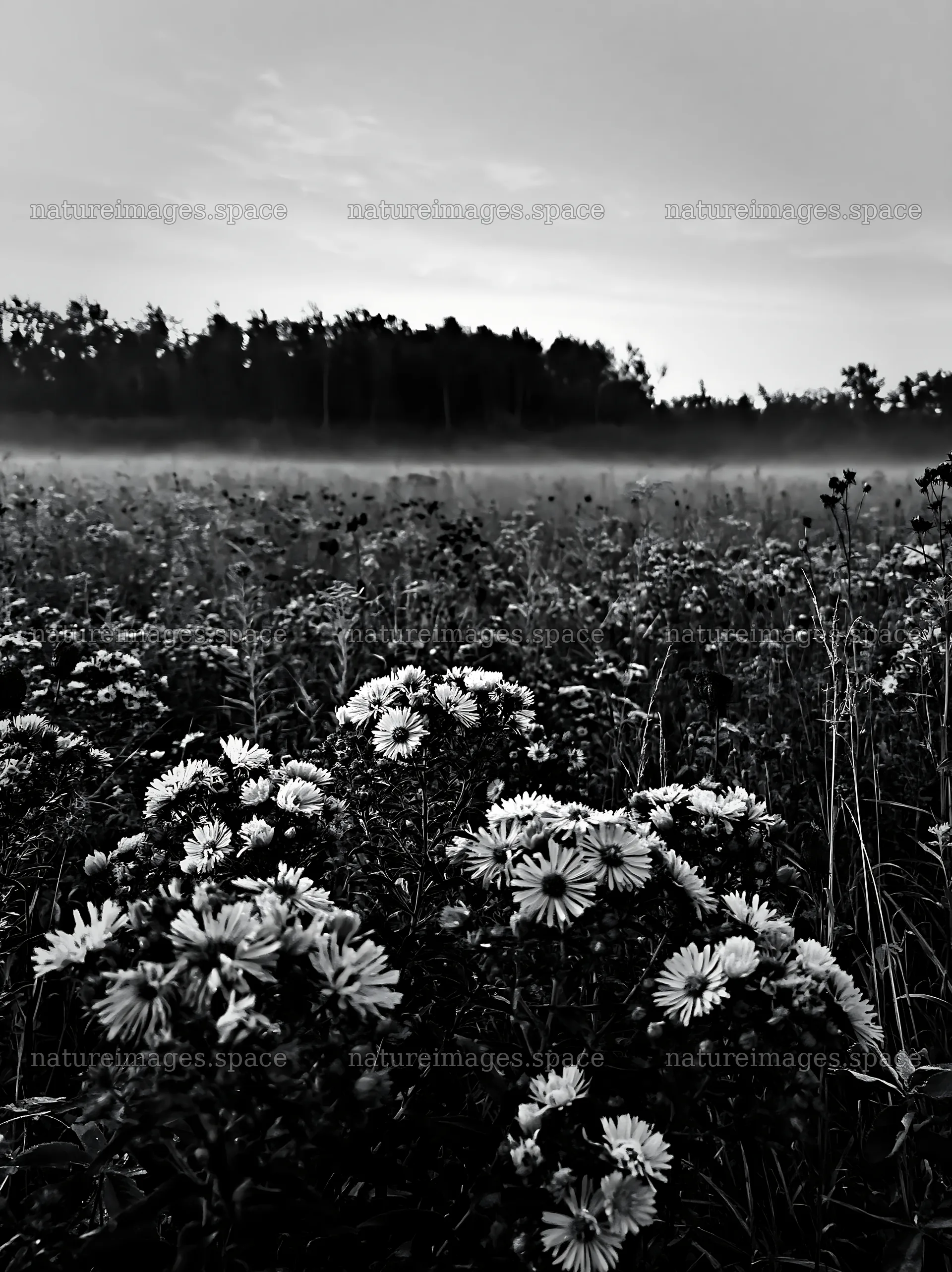 Colorful aster meadow with mist in the background – nature images 6866x9174