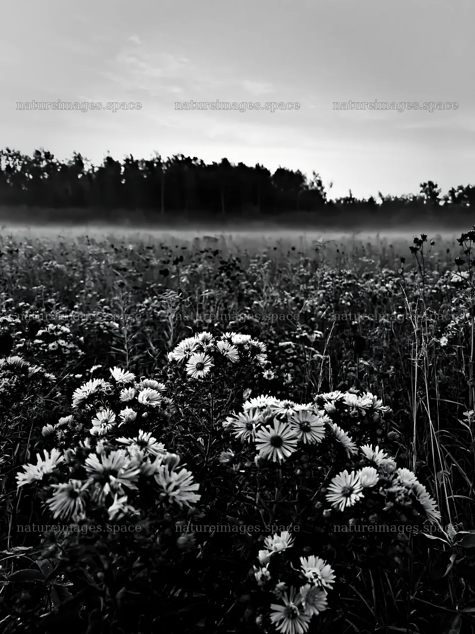 Colorful aster meadow with mist in the background – nature images 6866x9174