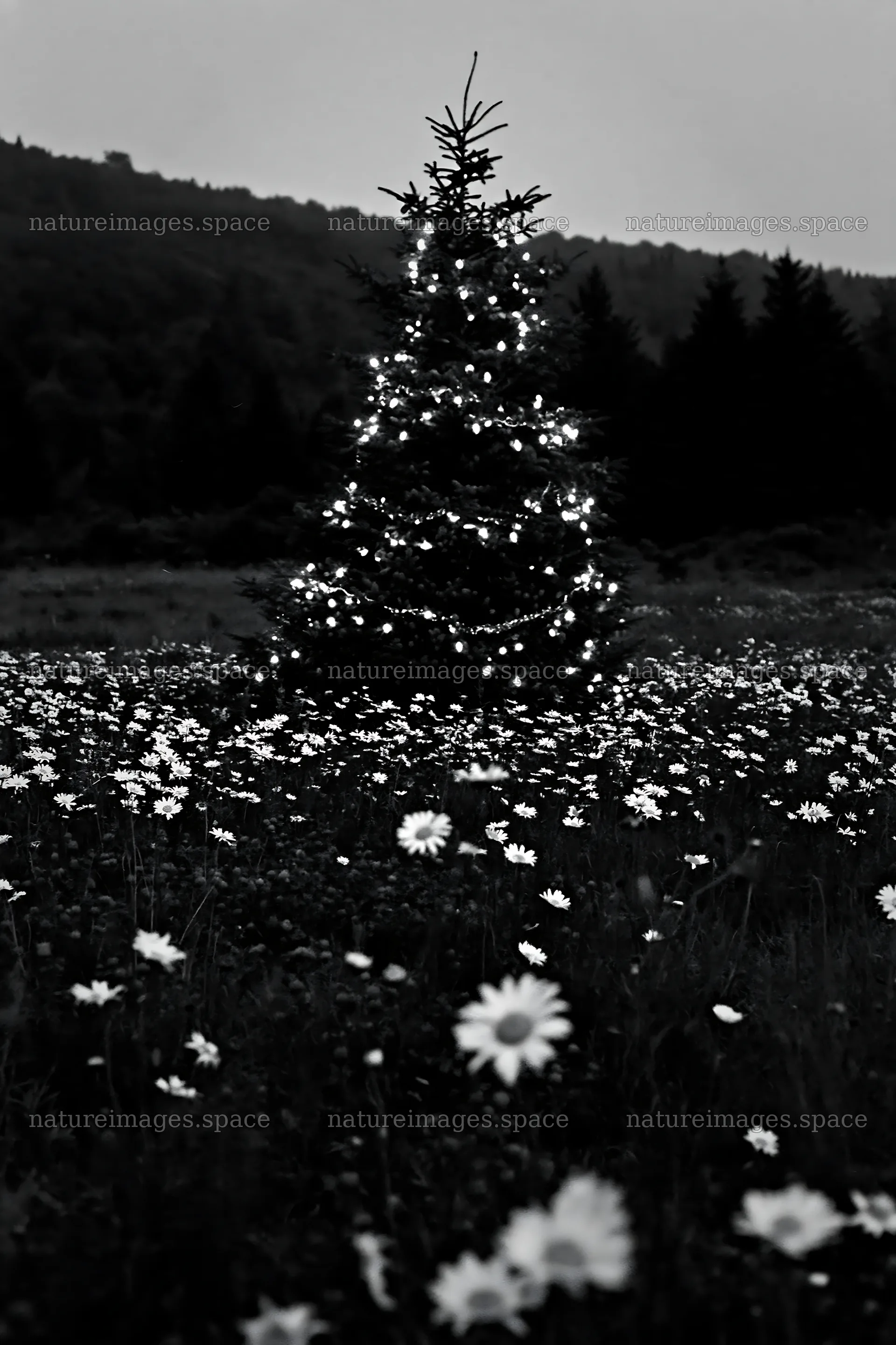 Vibrant Christmas tree at dusk in meadow with white flowers – nature images 6480x9722