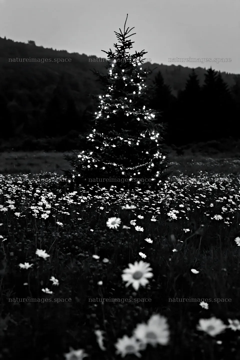 Vibrant Christmas tree at dusk in meadow with white flowers – nature images 6480x9722