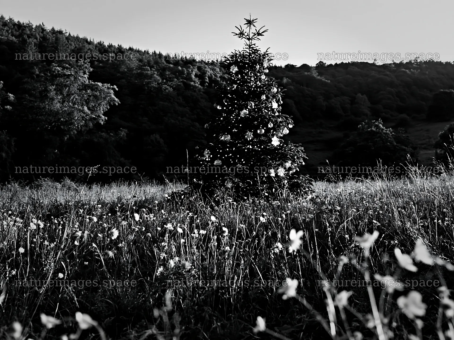 Christmas tree decorated with ornaments in valley meadow – nature images 9174x6866