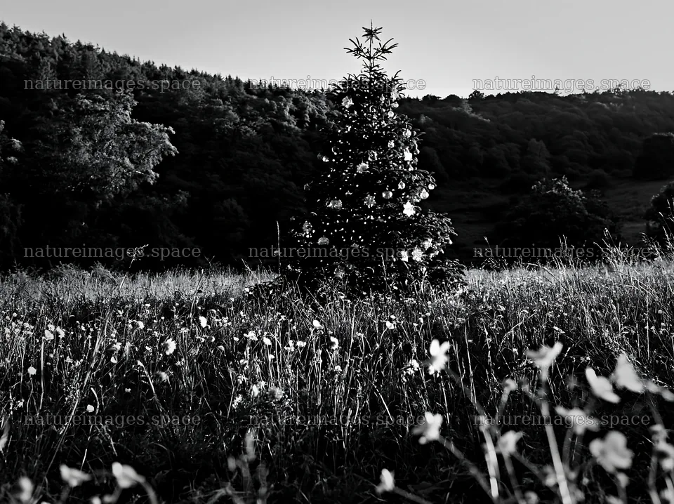 Christmas tree decorated with ornaments in valley meadow – nature images 9174x6866