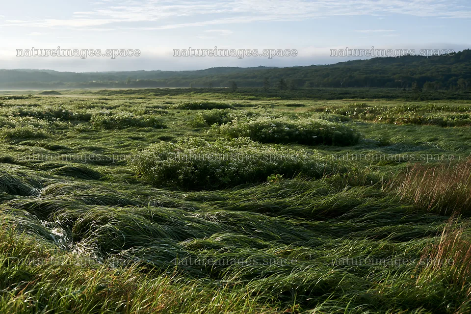 Expansive Hokkaido restoration meadow with dewdrops – nature images 9722x6480