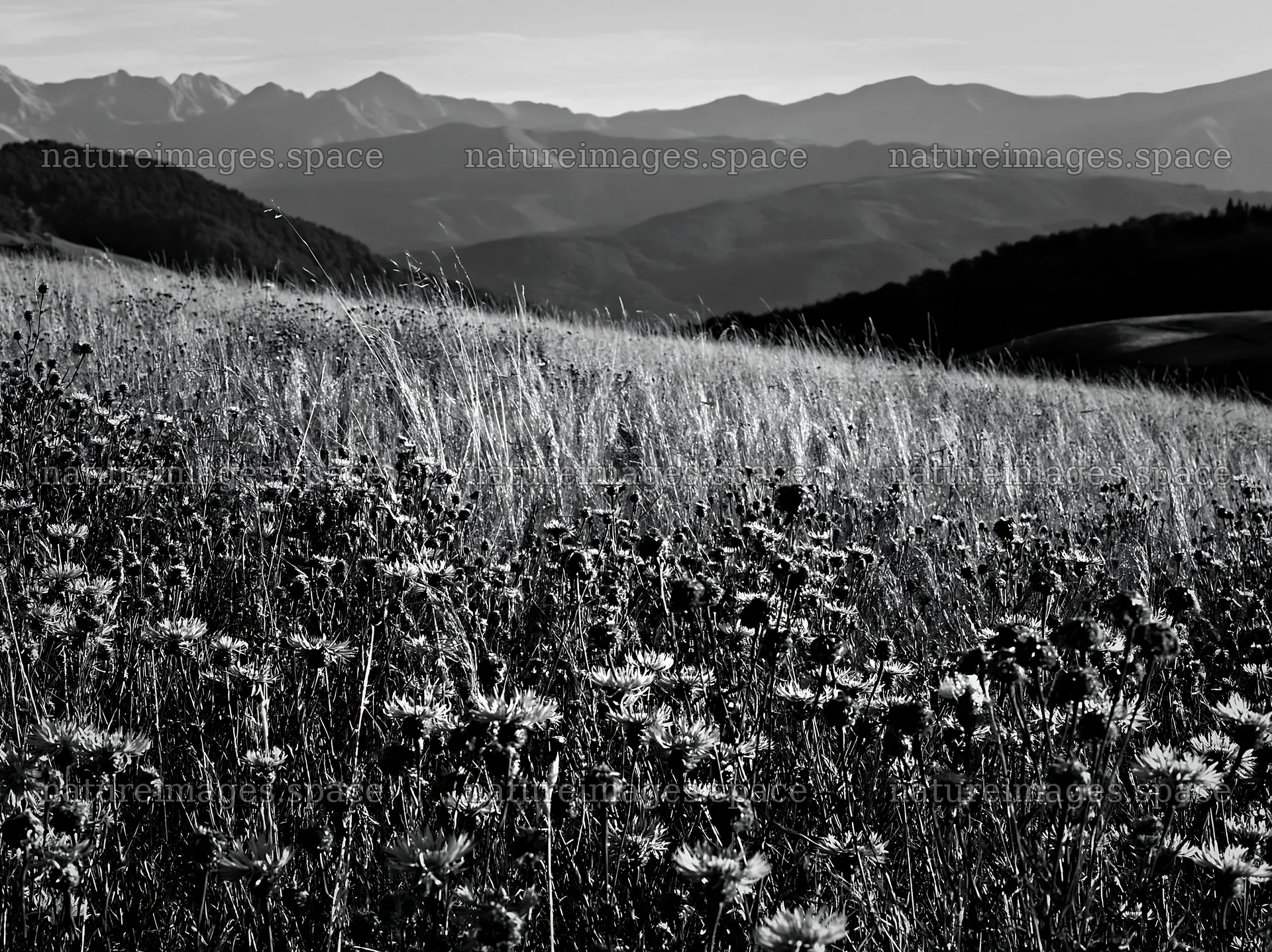 French meadow below Pyrenees range with wildflowers and hills – nature images 9174x6866