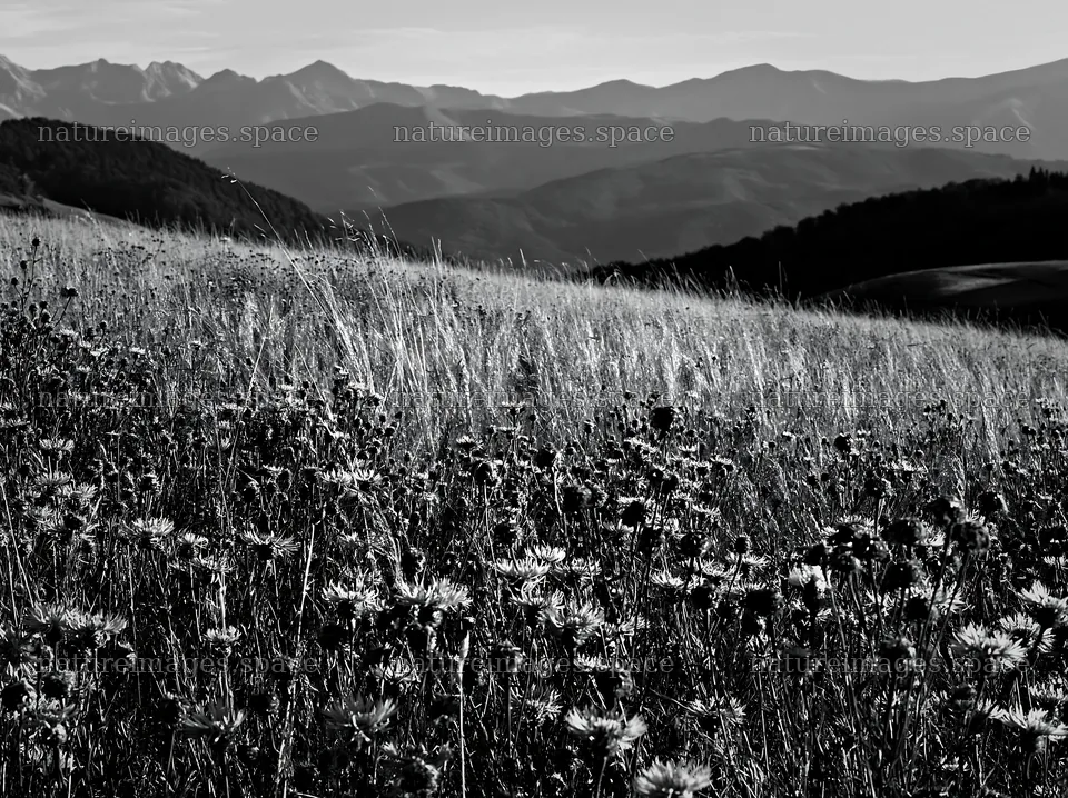 French meadow below Pyrenees range with wildflowers and hills – nature images 9174x6866