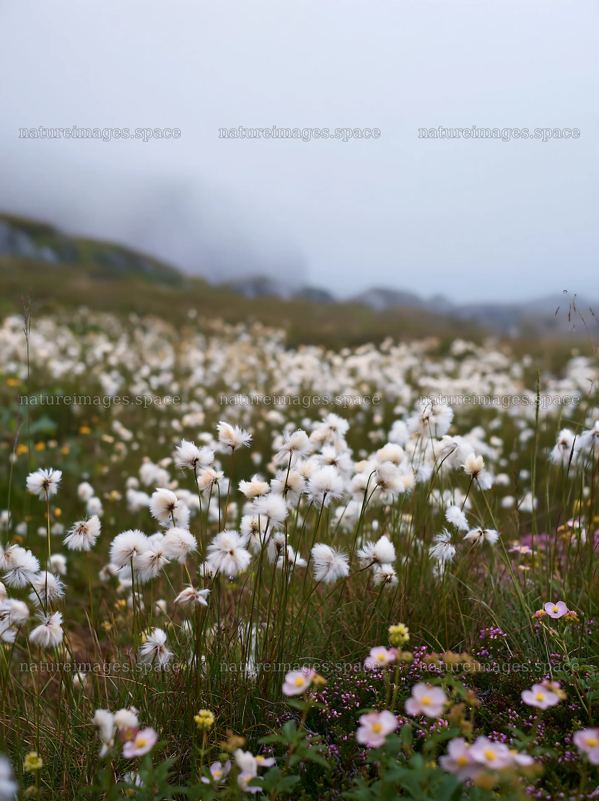 Cottongrass meadow in low light with wildflowers – nature images 6866x9174