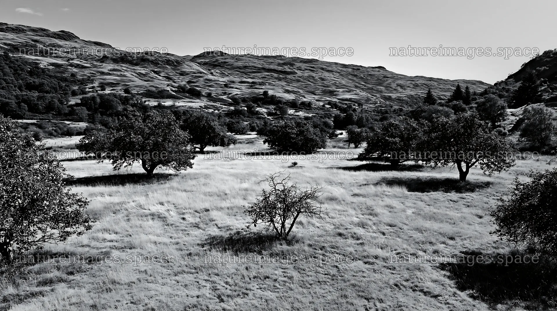 Highland apple meadow with trees and grass in black and white – nature images 10608x5938