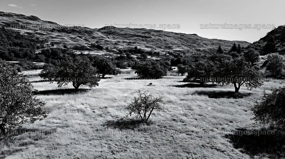 Highland apple meadow with trees and grass in black and white – nature images 10608x5938