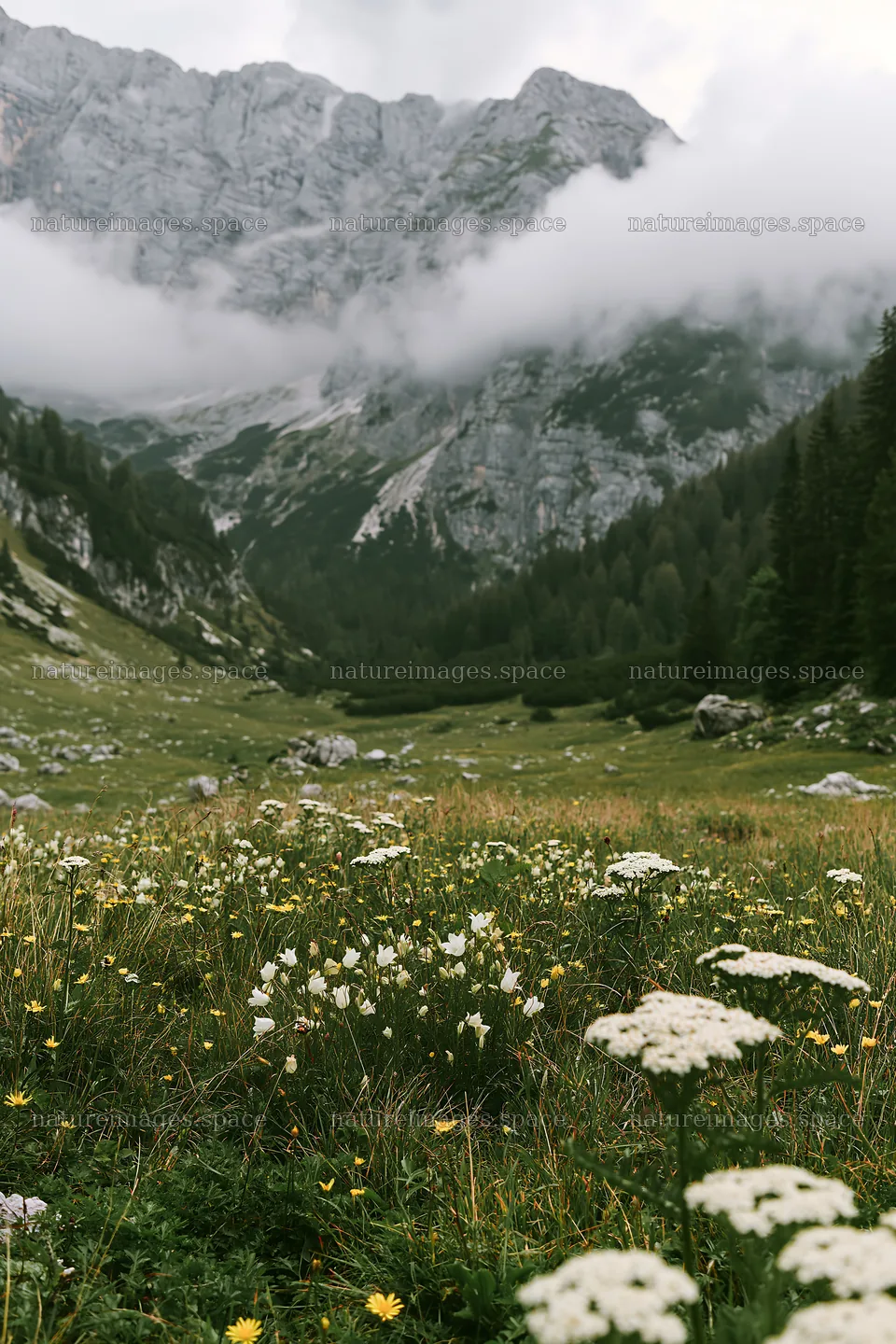 Meadow beneath crags with flowers and surrounding mountains – nature images 6480x9722