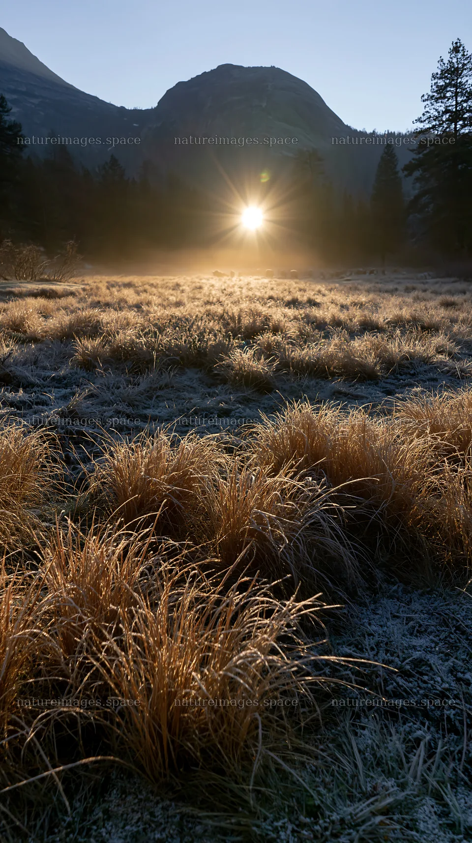 Frosty meadow at sunrise with sunlight breaking through trees – nature images 5938x10608