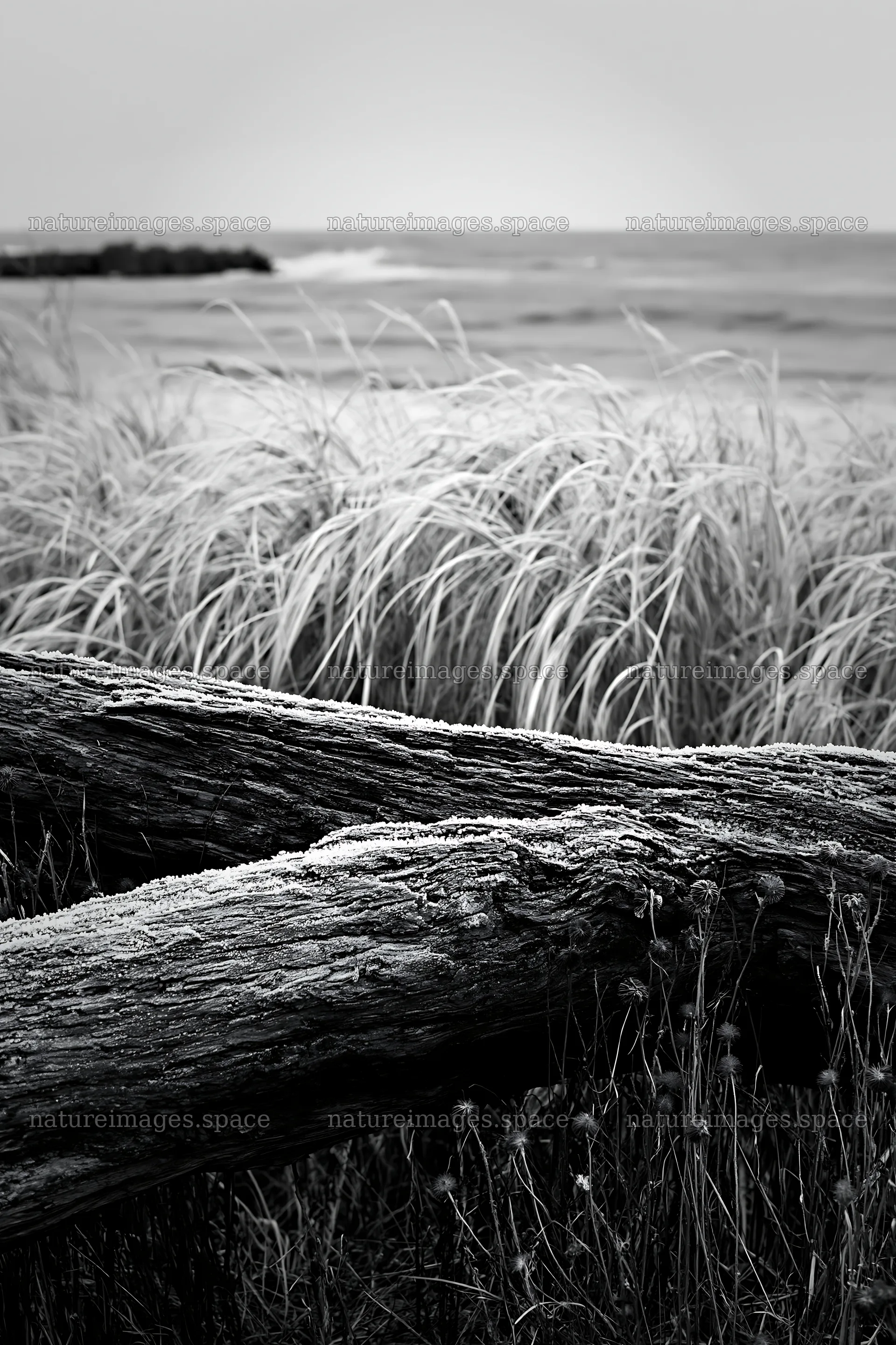 Ishikawa coastal meadow storm washed driftwood at the shore – nature images 6480x9722