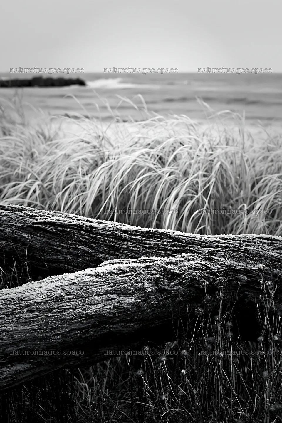 Ishikawa coastal meadow storm washed driftwood at the shore – nature images 6480x9722