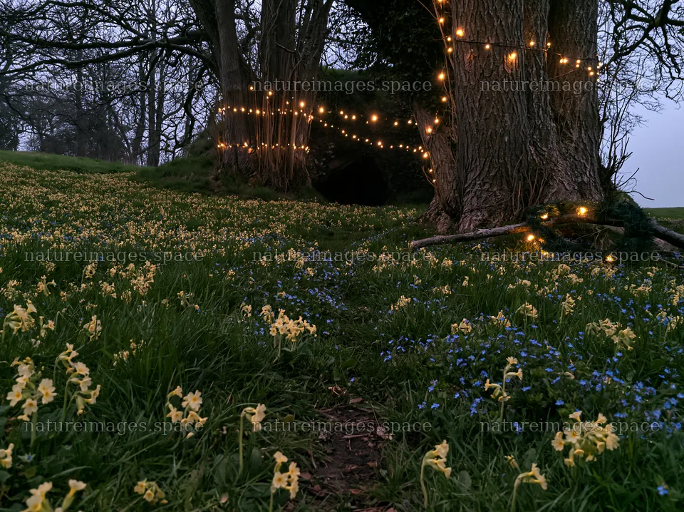 Christmas lights beside cave in meadow – nature images 9174x6866