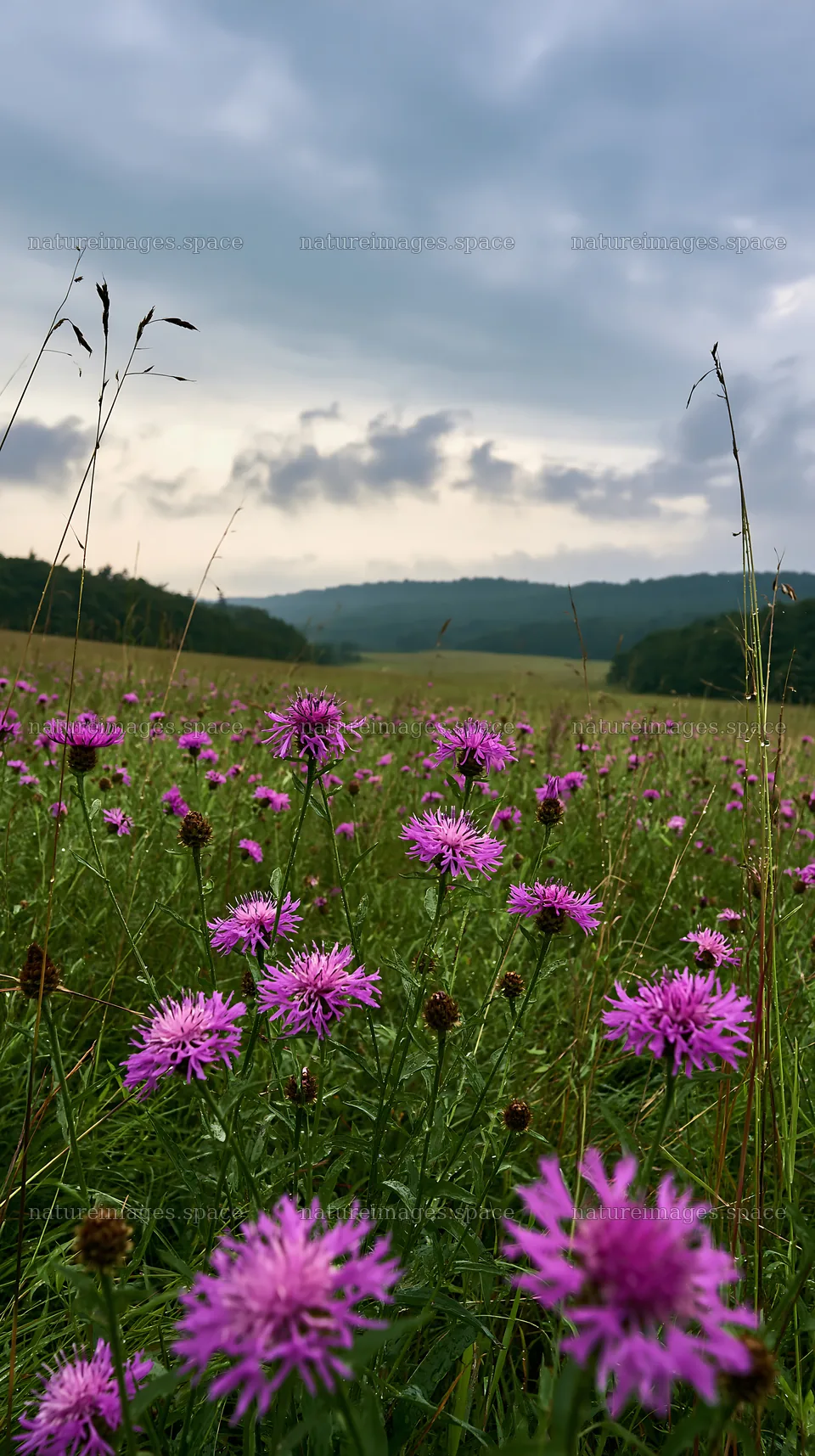 Violet knapweed meadow under cloudy sky in summer – nature images 5938x10608