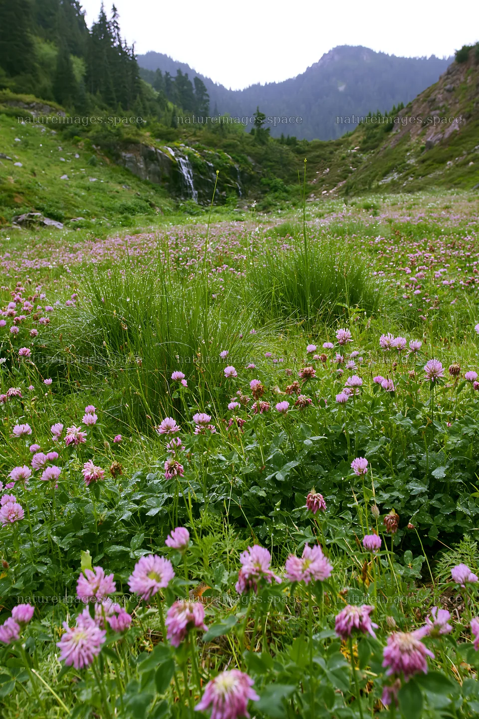Alpine meadow with flowers and waterfall in the background – nature images 6480x9722