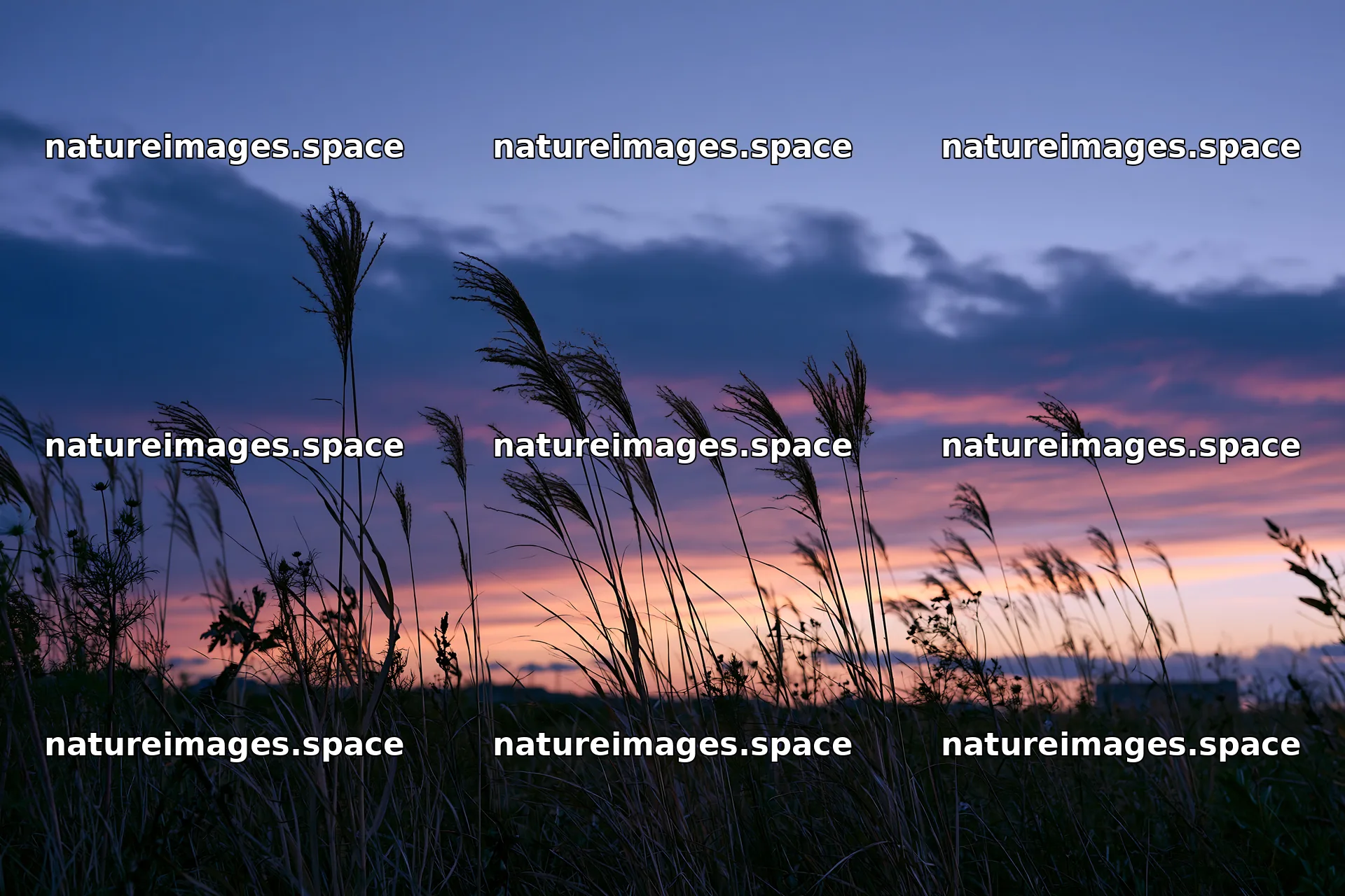 Tokyo urban biodiversity meadow with seedheads at sunset – nature images 9722x6480