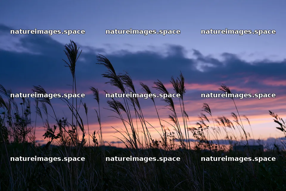 Tokyo urban biodiversity meadow with seedheads at sunset – nature images 9722x6480