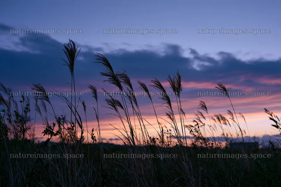 Tokyo urban biodiversity meadow with seedheads at sunset – nature images 9722x6480