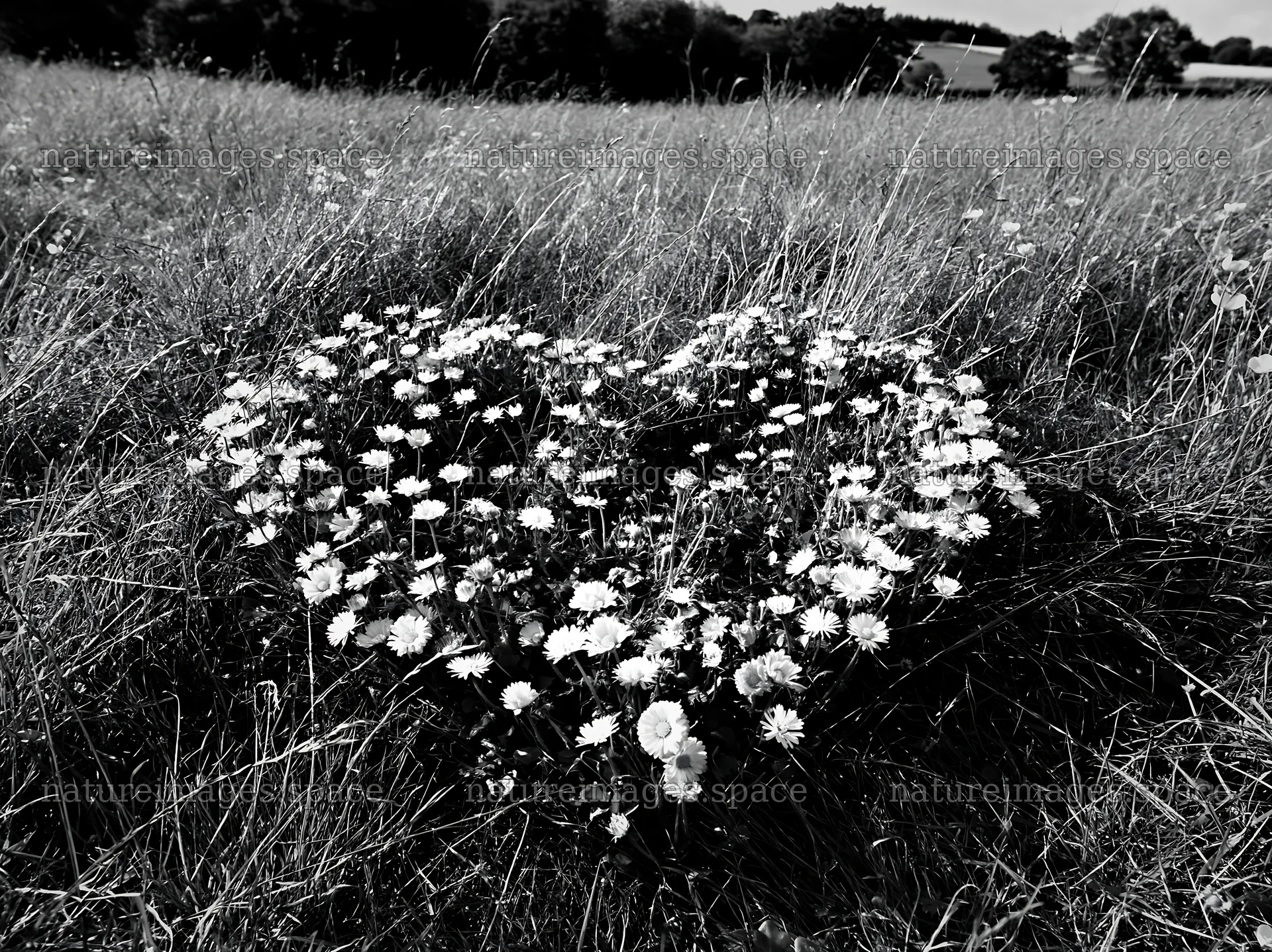 Heart-shaped flower patch in a meadow – nature images 9174x6866