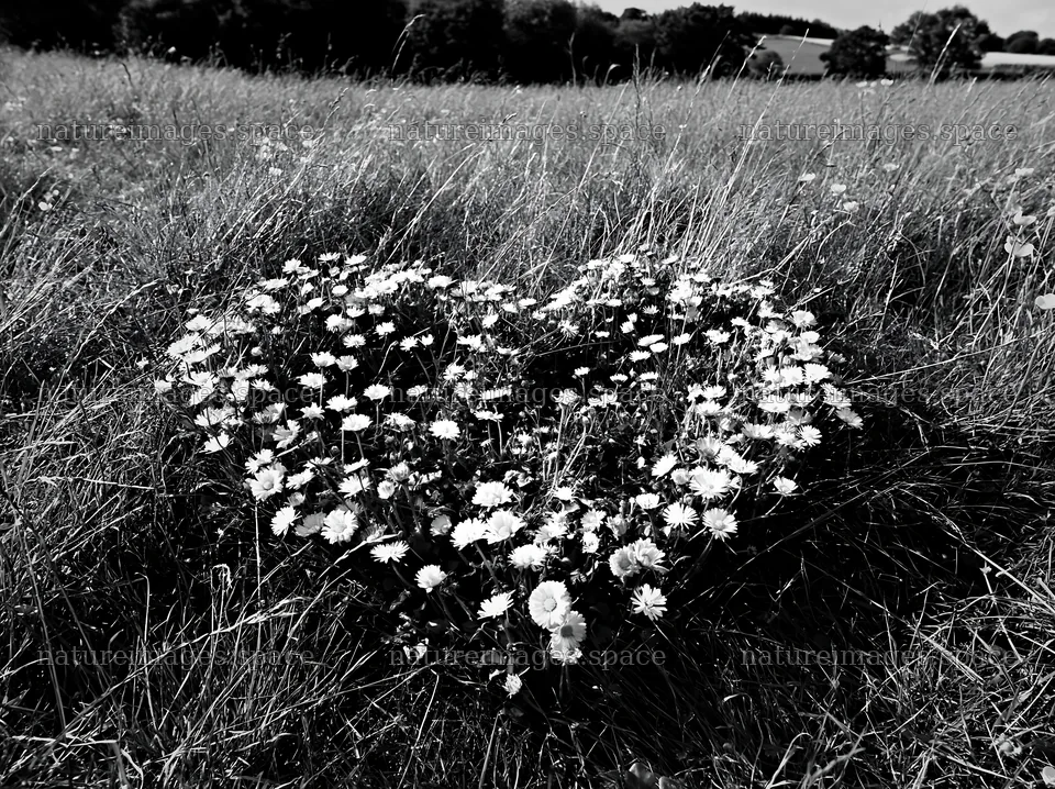 Heart-shaped flower patch in a meadow – nature images 9174x6866