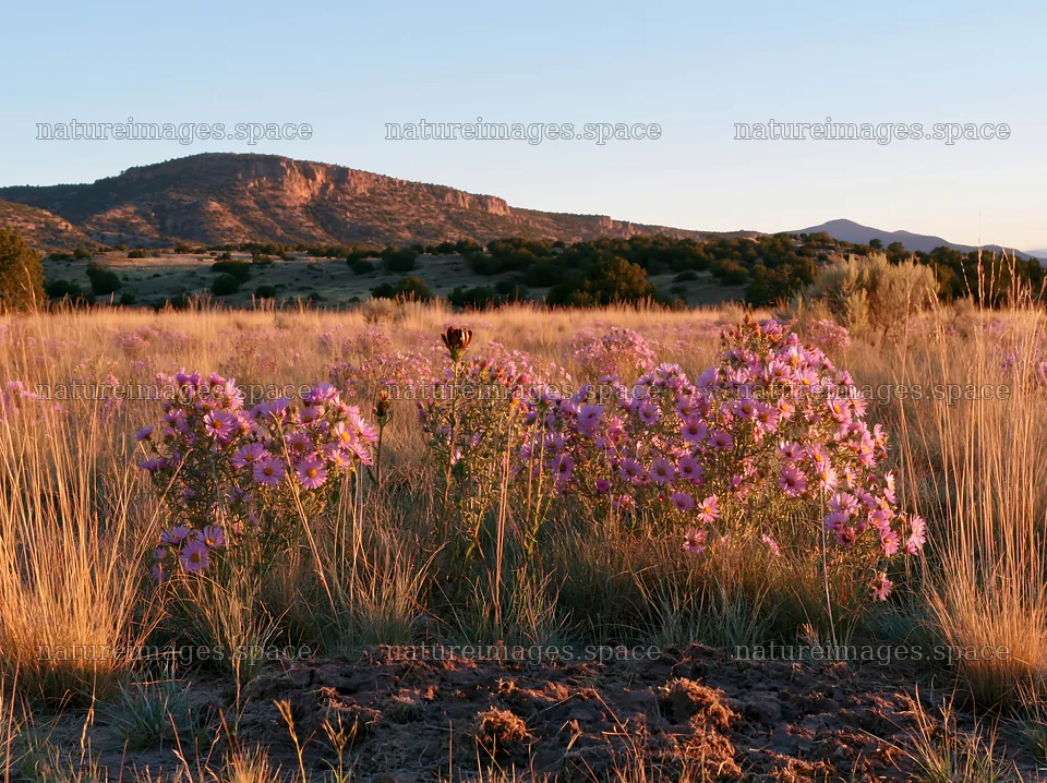 Drought-tolerant meadow with blooming flowers and mountains – nature images 9174x6866
