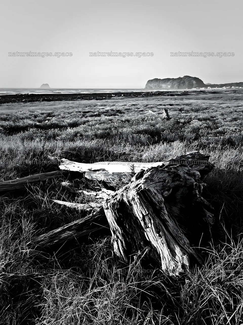 Driftwood in Chiba coastal meadow with distant hills – nature images 6866x9174