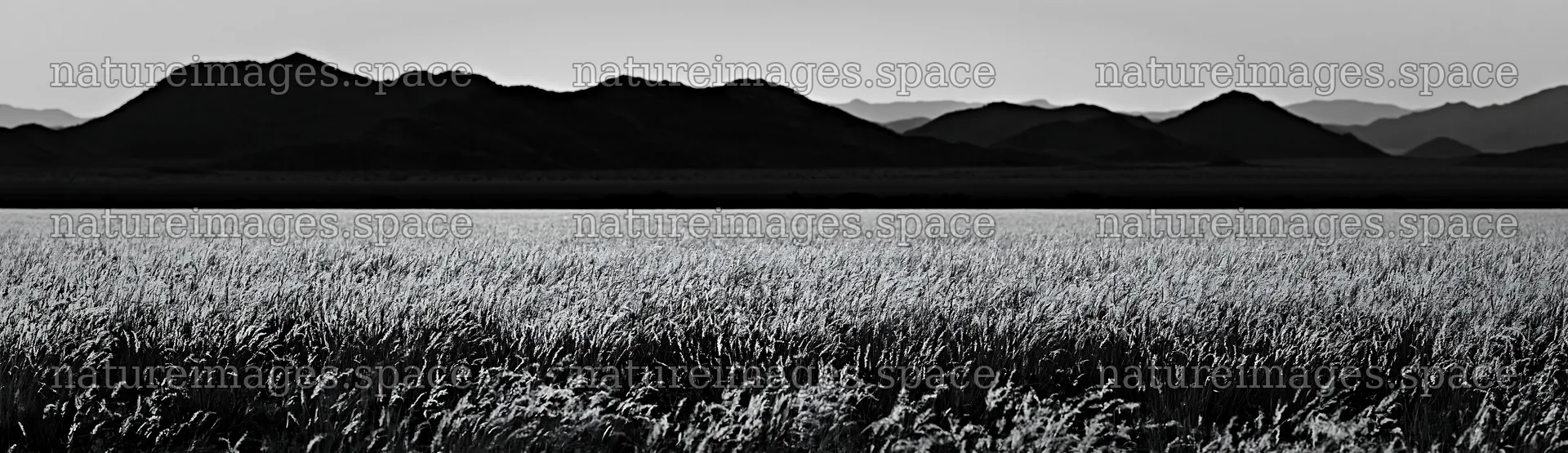 Meadow seedheads backlit by dusk against distant mountains – nature images 14762x4268