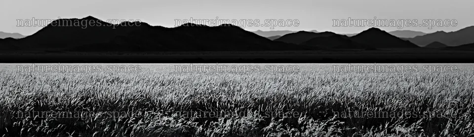 Meadow seedheads backlit by dusk against distant mountains – nature images 14762x4268