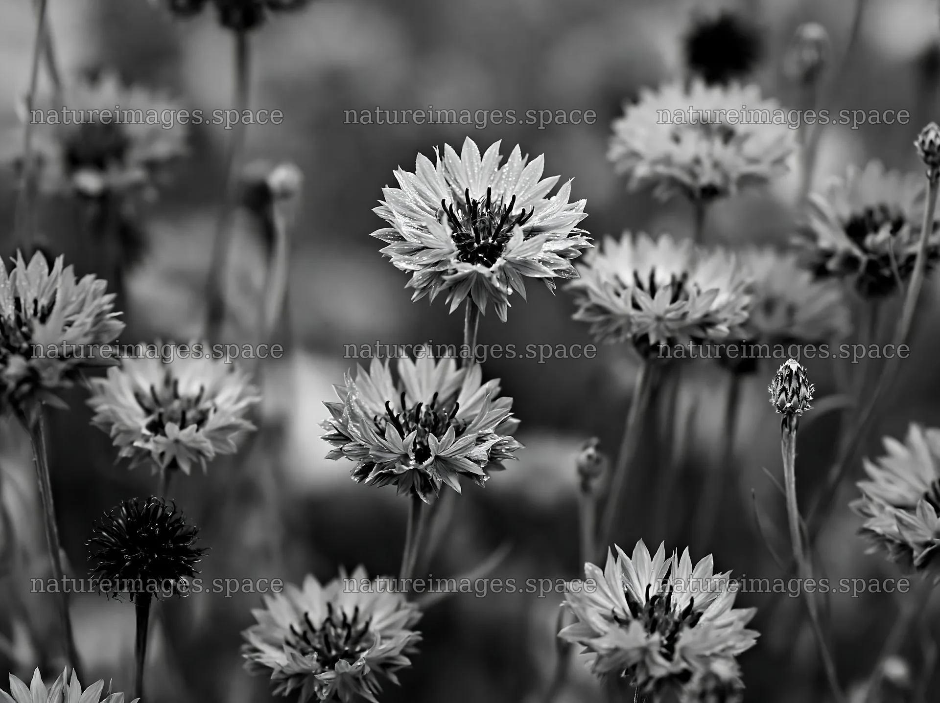 Rainy valley meadow with blooming blue flowers – nature images 9174x6866