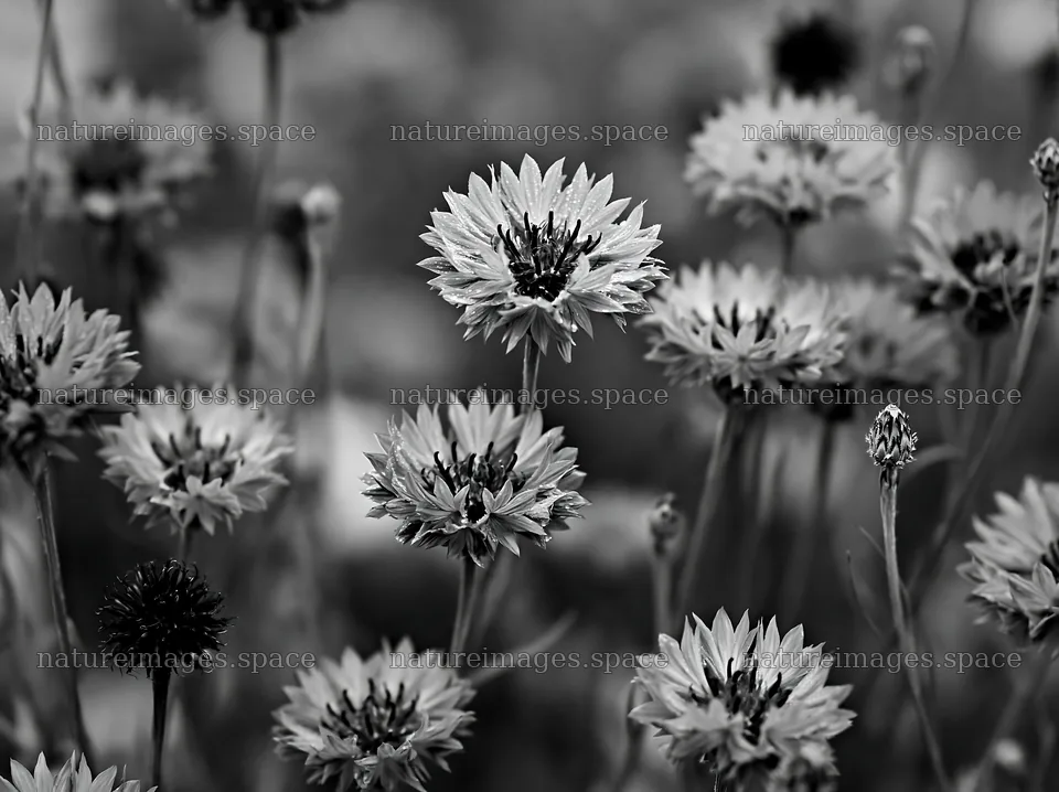 Rainy valley meadow with blooming blue flowers – nature images 9174x6866