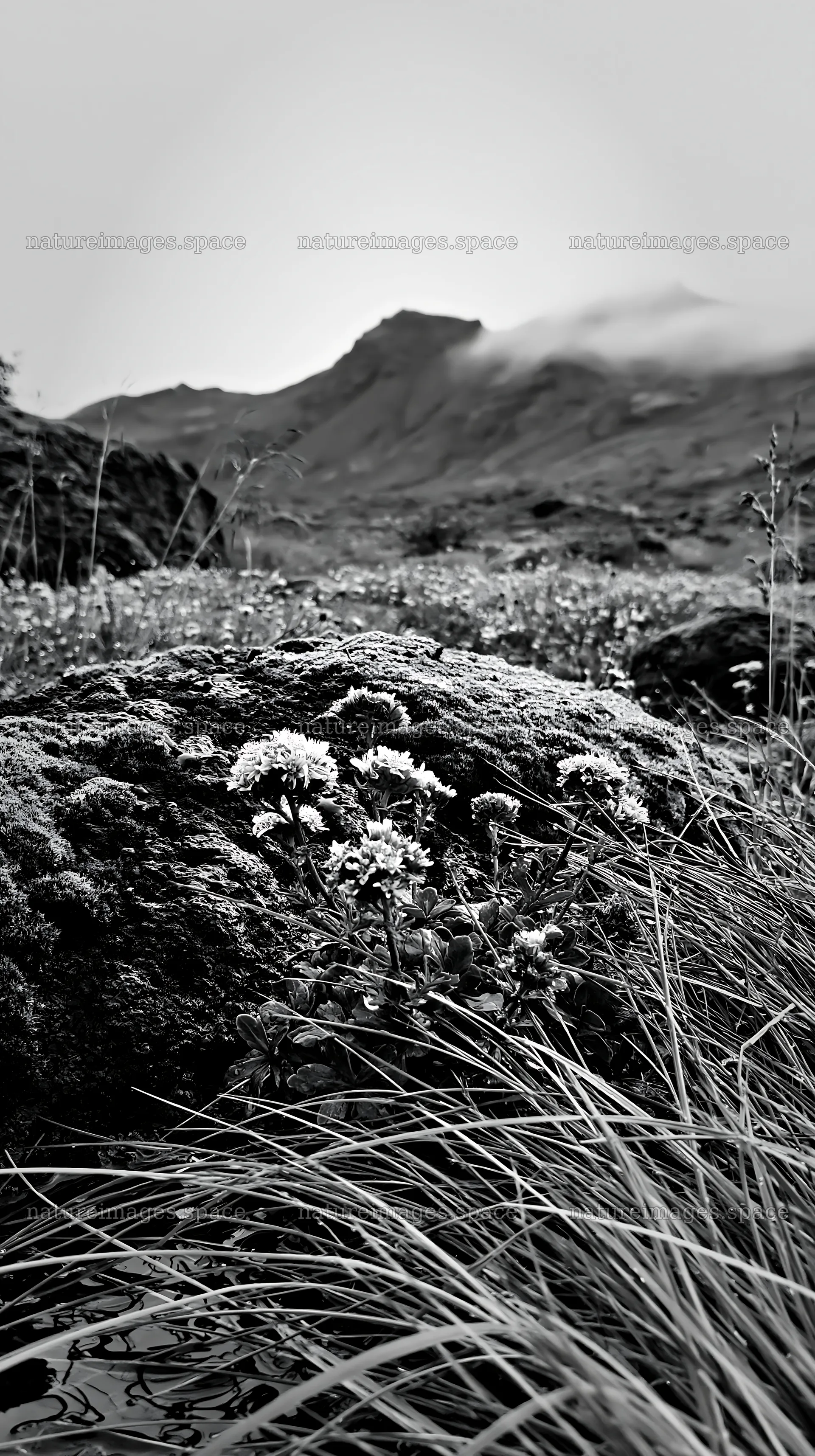 Mossy boulder in meadow with wildflowers in black and white – nature images 5938x10608