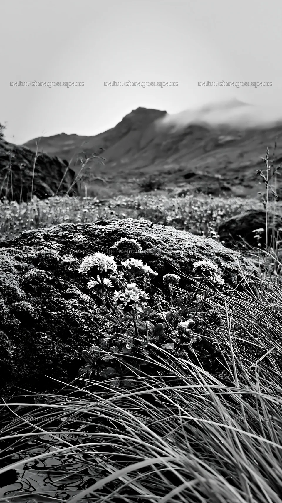 Mossy boulder in meadow with wildflowers in black and white – nature images 5938x10608