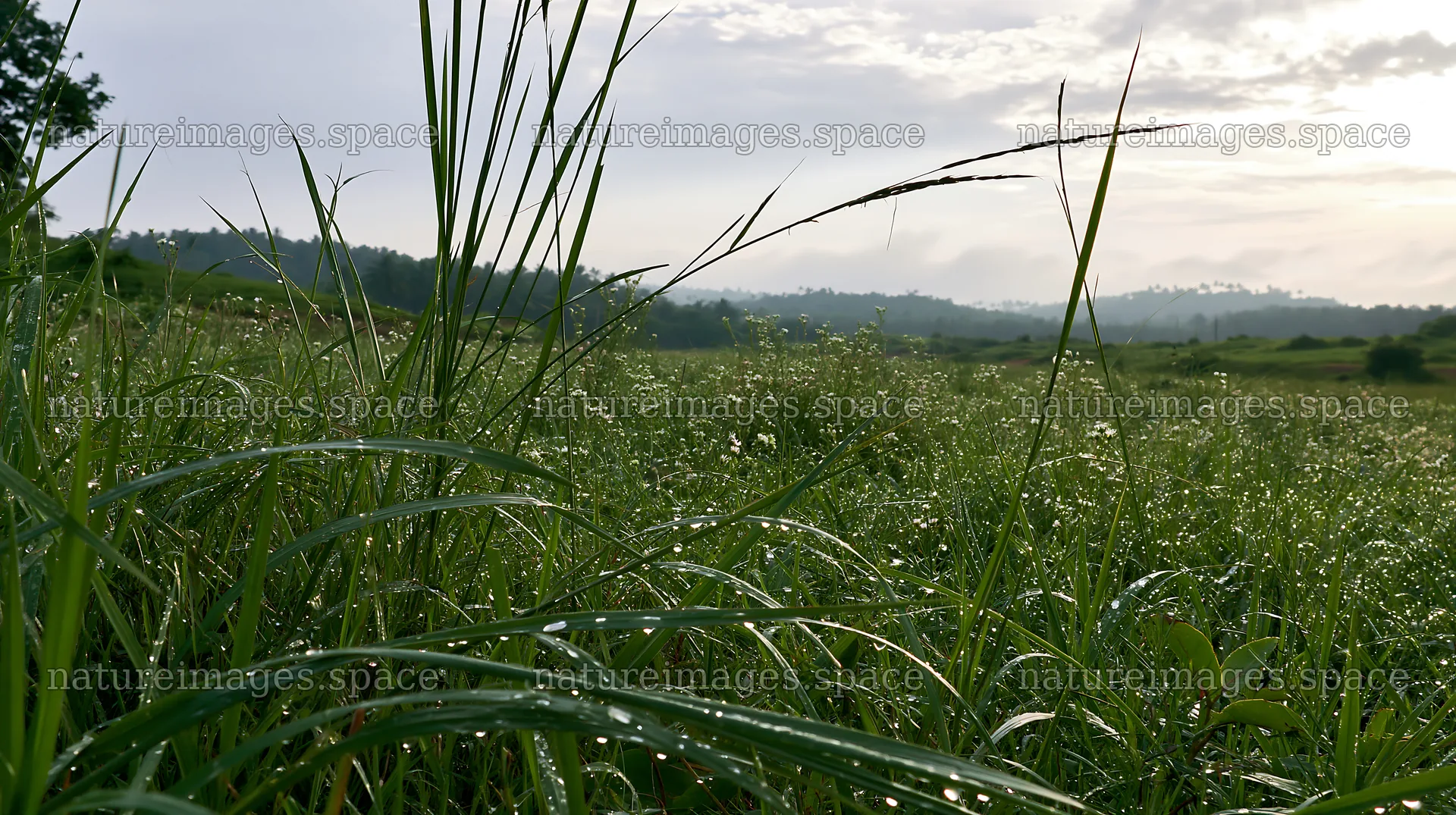 Kochi monsoon meadow rain beaded grasses glisten in the light – nature images 10608x5938