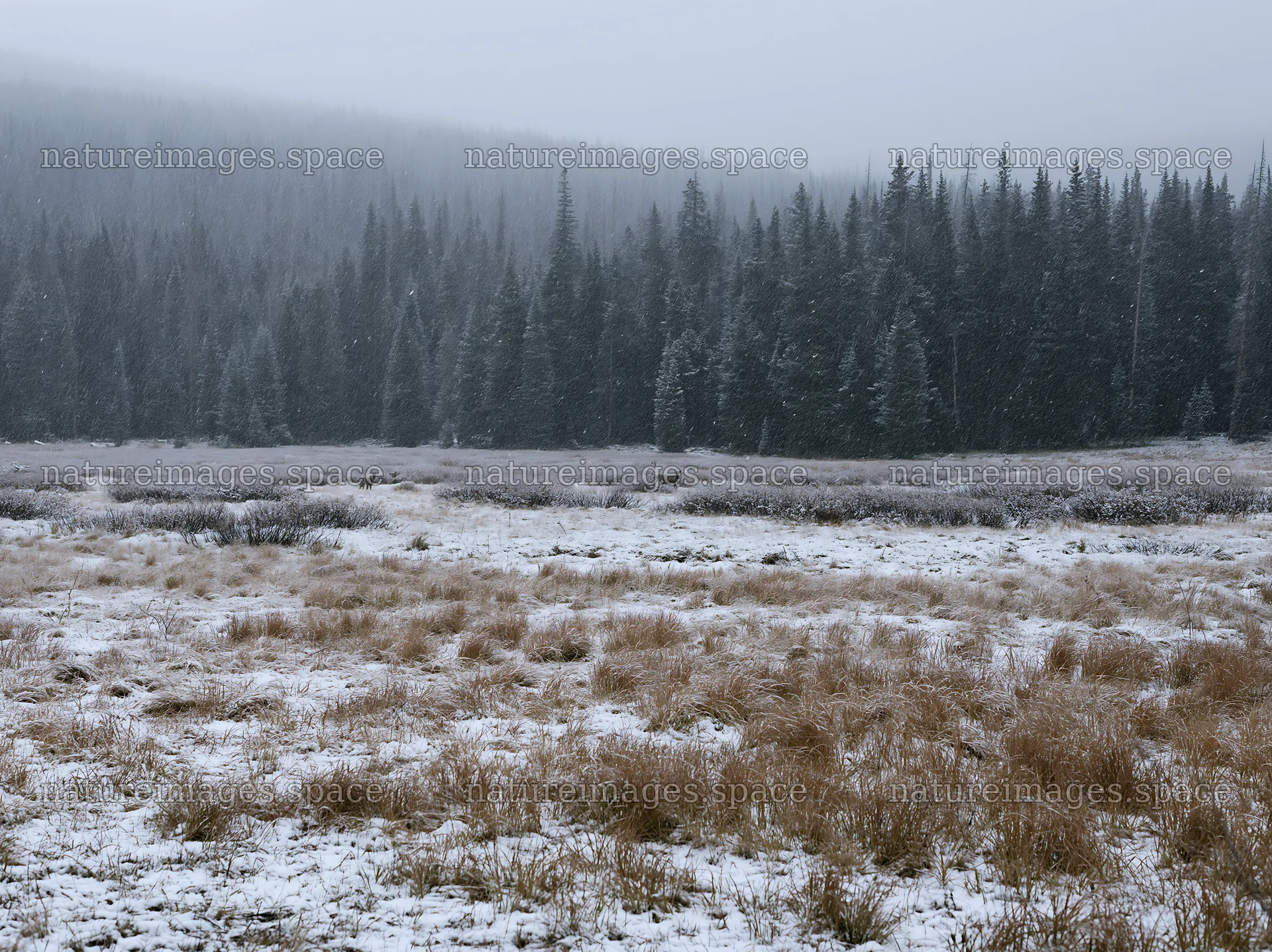 Snowy Rocky Mountain Park meadow in winter weather – nature images 9174x6866