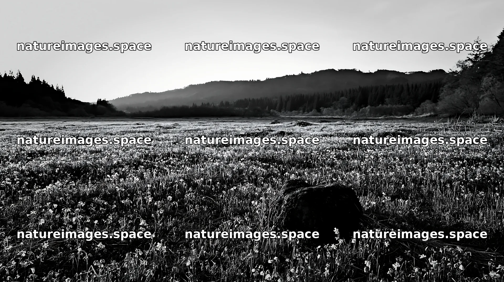 Miyagi spring recovery meadow mossy stone at sunset – nature images 10608x5938