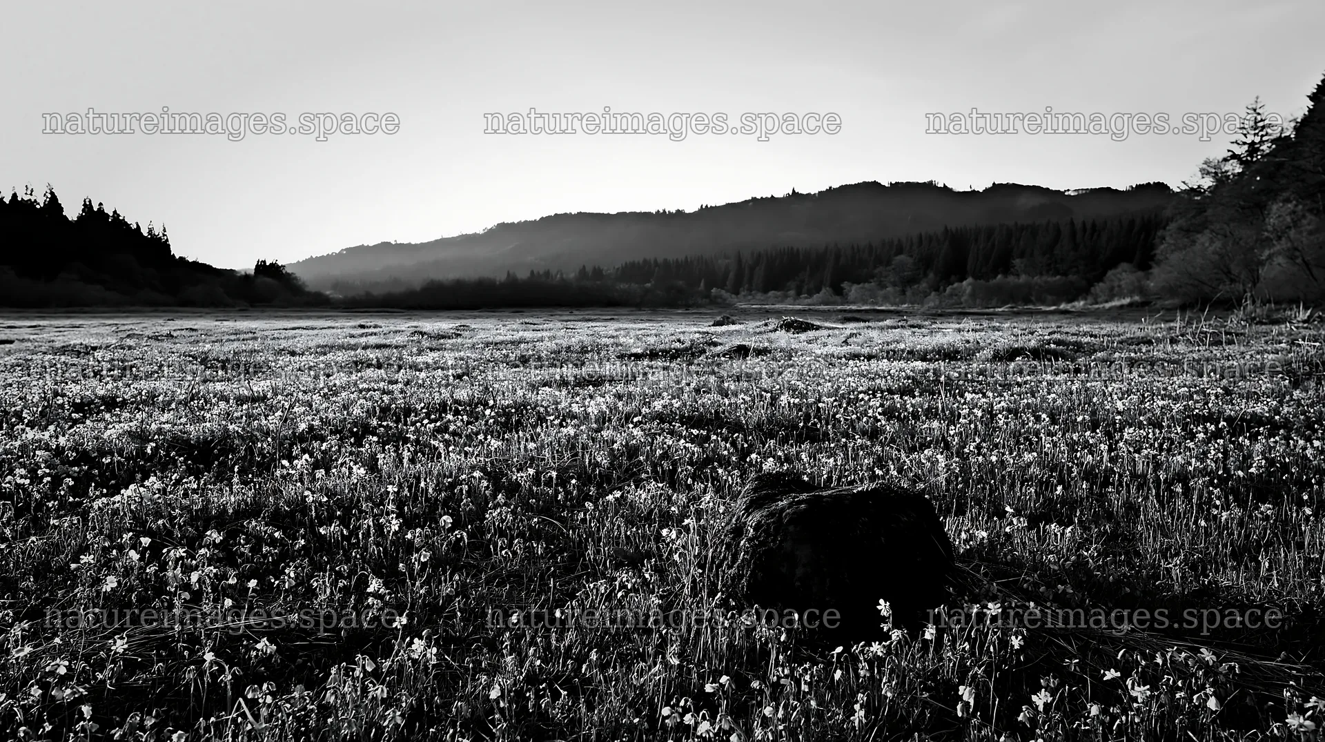 Miyagi spring recovery meadow mossy stone at sunset – nature images 10608x5938