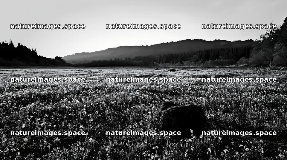 Miyagi spring recovery meadow mossy stone at sunset – nature images 10608x5938