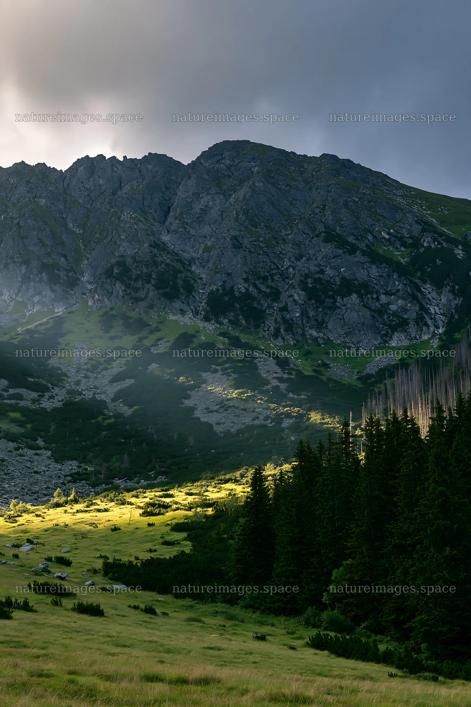 Meadow mountain sunrays illuminate a forested landscape – nature images 6480x9722