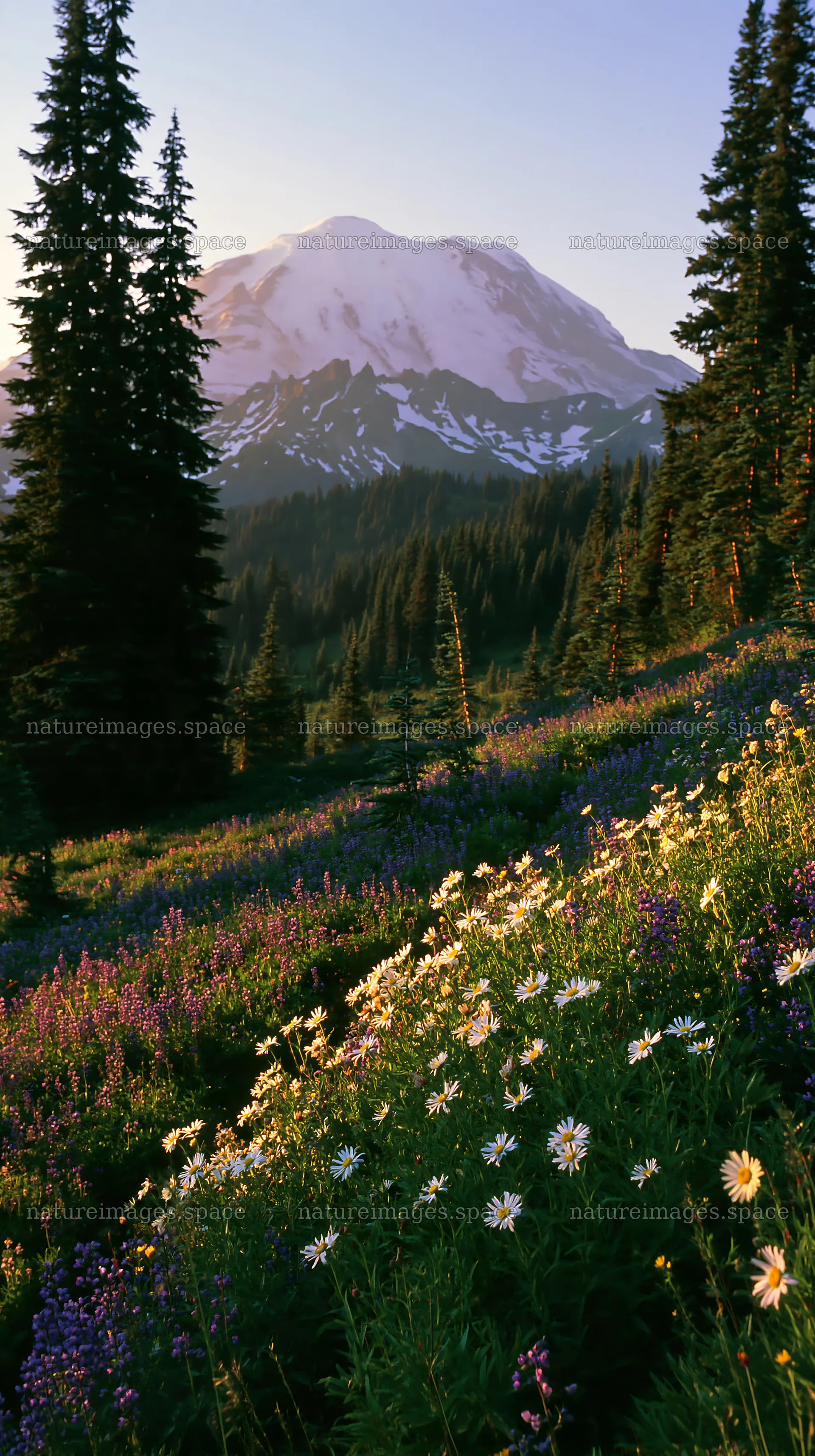 Mount Rainier wildflower meadow at sunrise – nature images 5938x10608