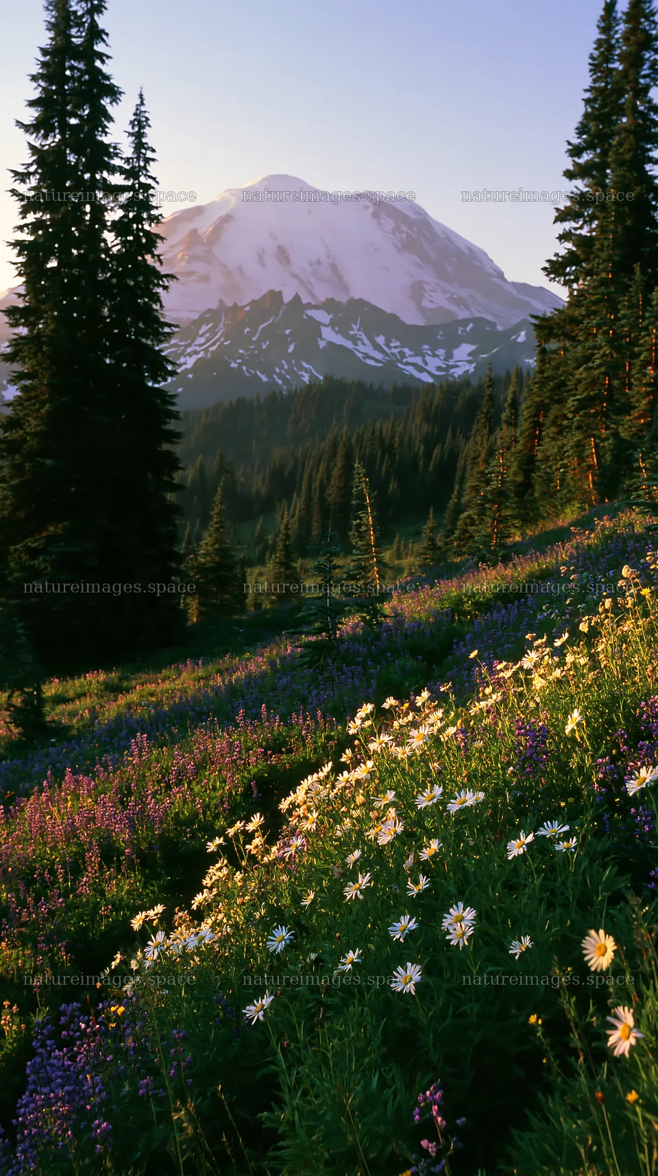 Mount Rainier wildflower meadow at sunrise – nature images 5938x10608