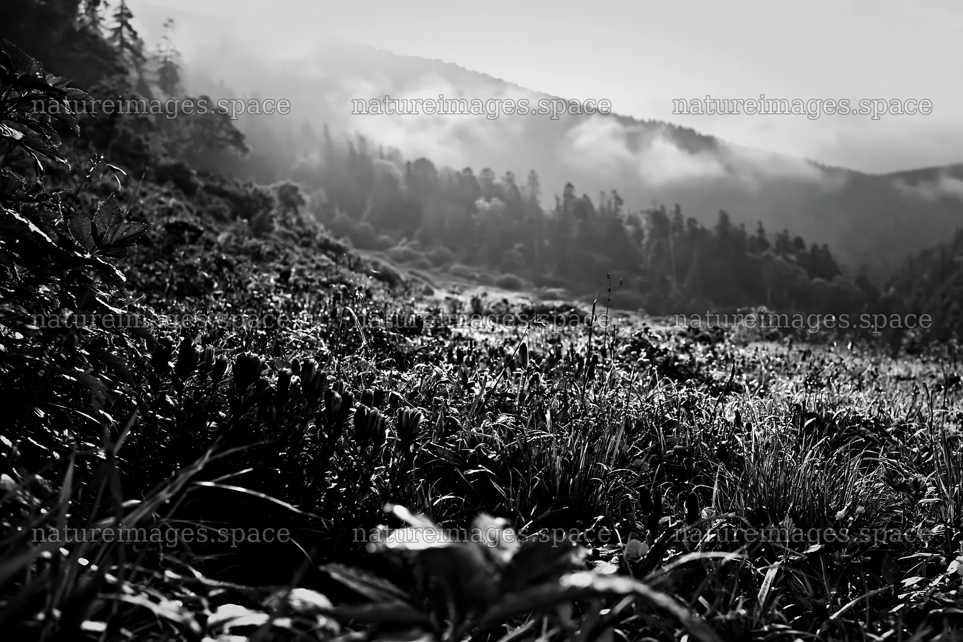 Misty forest meadow with flowers and distant hills – nature images 9722x6480