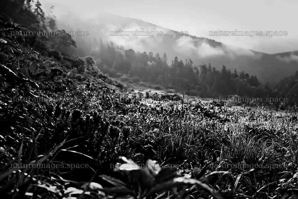 Misty forest meadow with flowers and distant hills – nature images 9722x6480