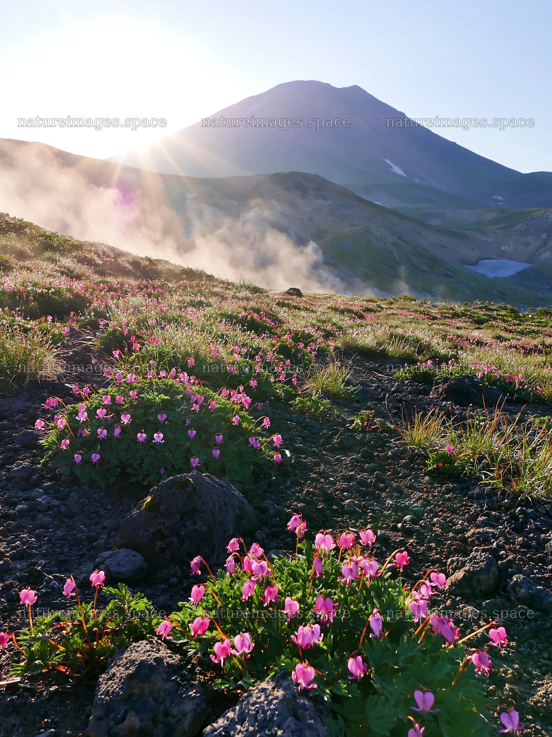 Daisetsuzan alpine meadow light rays with flowers and mountain – nature images 6866x9174