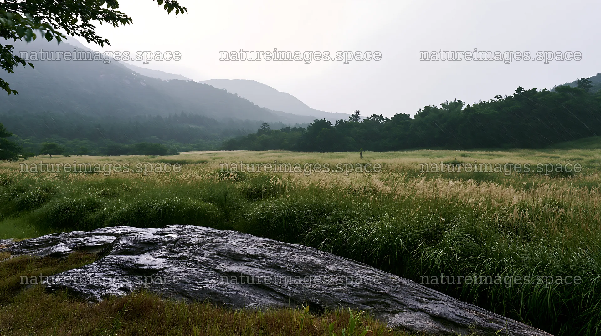 Hiroshima rainy meadow with smooth rocks and wet grass – nature images 10608x5938
