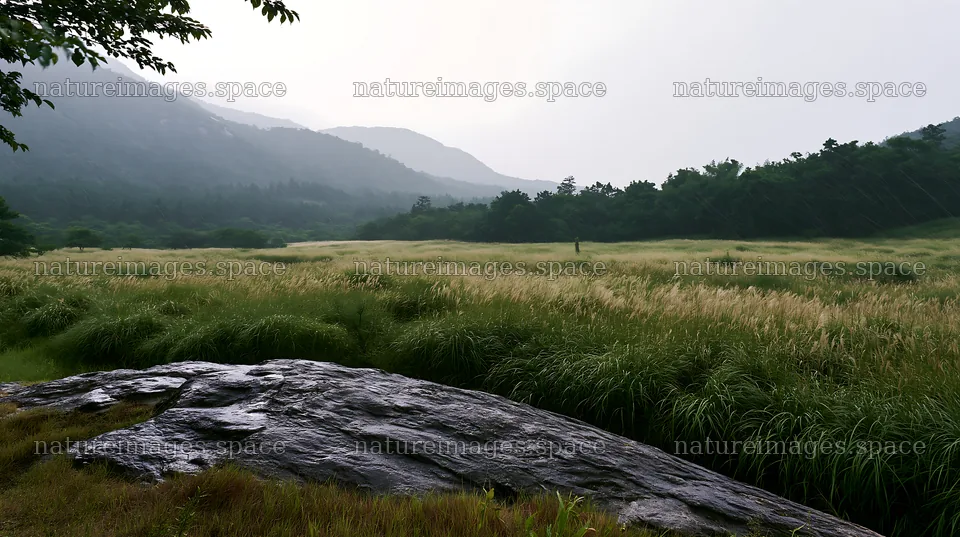 Hiroshima rainy meadow with smooth rocks and wet grass – nature images 10608x5938