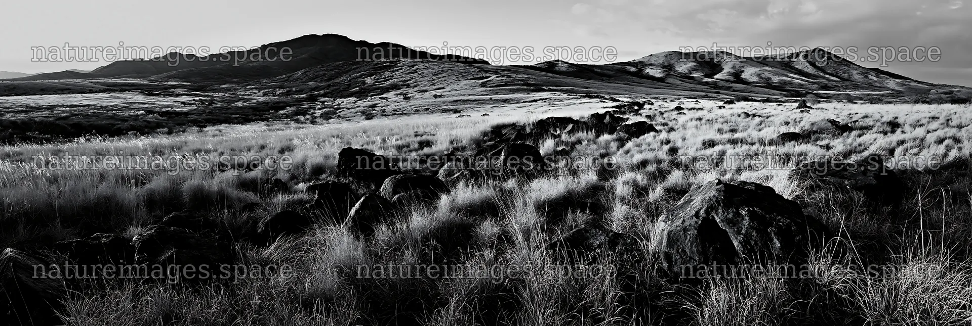 Kanagawa volcanic stones in a heat resilient meadow landscape – nature images 13690x4602