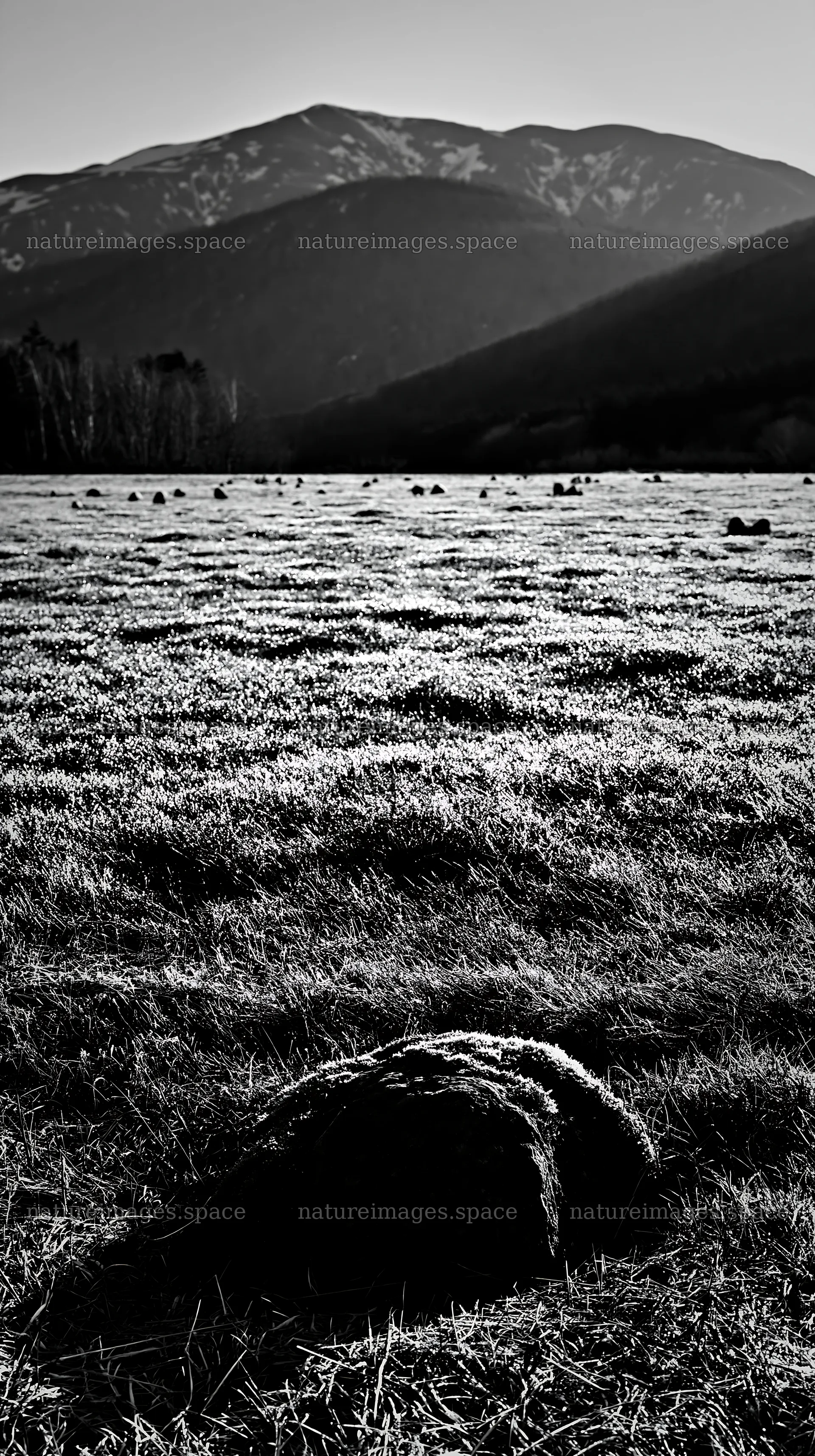 Miyagi spring recovery meadow with mossy stones in black and white – nature images 5938x10608